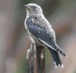 Dusky woodswallow